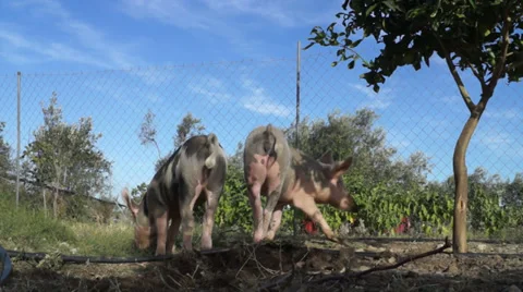 Pigs in the field Stock Footage 32669568