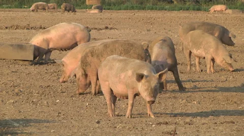 Pigs in a field Stock Footage 46619845