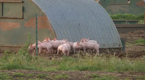 Pigs in a field Stock Footage 46620651