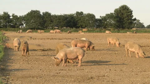 Pigs in a field Stock Footage 46621165