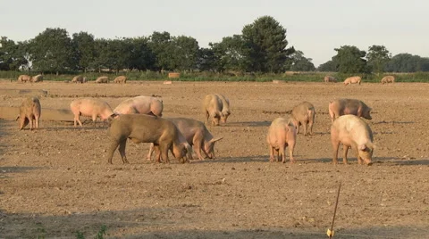 Pigs in a field Stock Footage 46621380