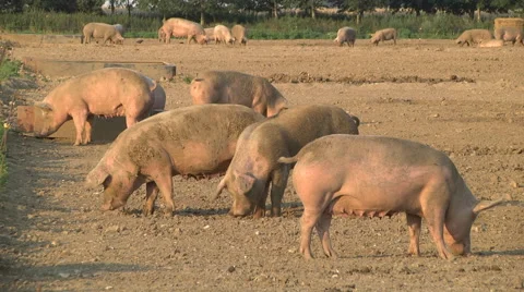 Pigs in a field Stock Footage 46623495