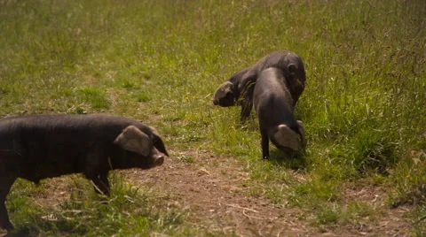 Pigs in a field Stock Footage 51438671