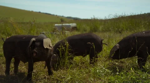 Pigs in a field Stock Footage 51439152