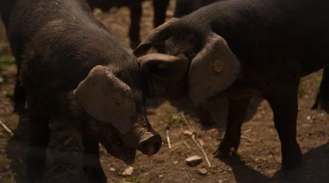 Pigs in a field Stock Footage 51440221