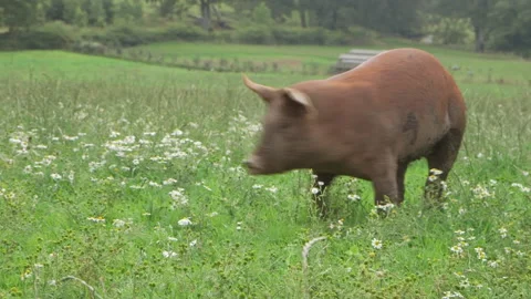 Pigs on field Vidéo 144294333