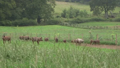 Pigs of field wide Stock-Footage 144293569