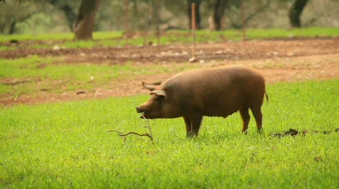 Pigs Stock Footage 399039