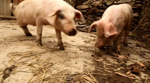 Pigs Stock Footage 515376