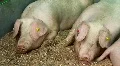 Pigs HD Footage