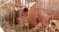 Pigs HD Footage