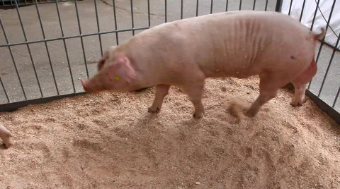 Pigs Stock Footage 813885