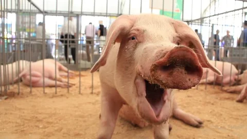 Pigs Video stock 6525850