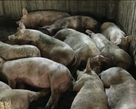 Pigs Stock Footage 11405193