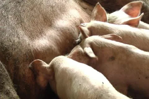Pigs Stock Footage 11405219