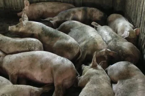 Pigs Stock Footage 11405220