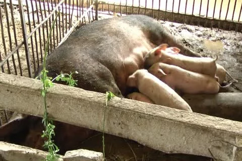 Pigs Stockbeeldmateriaal 11405223