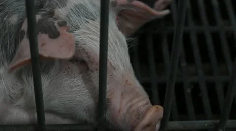 Pigs 스톡 동영상 12255532