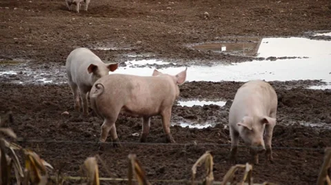 Pigs Video stock 33697409