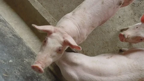 Pigs 库存影片 91109524