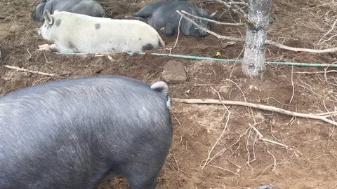 Pigs Stock Footage 104454571