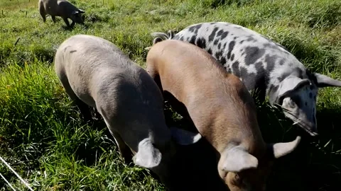 Pigs 스톡 동영상 142159980