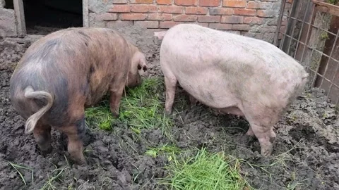 Pigs Video stock 250490631