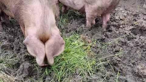 Pigs Stock Footage 250490633