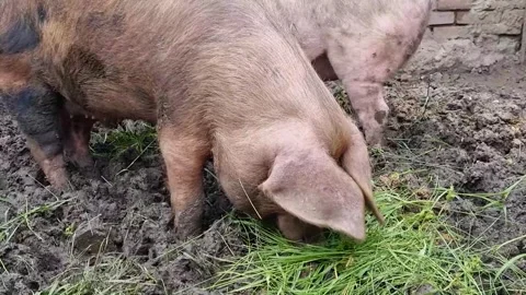 Pigs Video stock 250490636