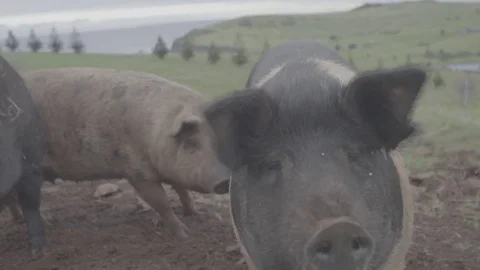 Pigs on a free range farm Stock Footage 73846176