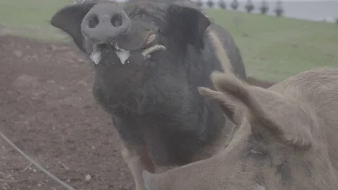 Pigs on a free range farm Stock Footage 73847304