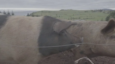 Pigs on a free range farm Stock Footage 73848715