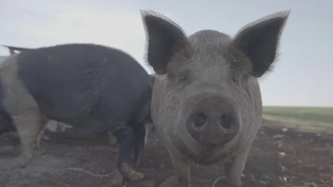 Pigs on a free range farm Stock Footage 73850955