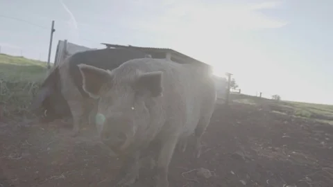 Pigs on a free range farm Stock Footage 73852374