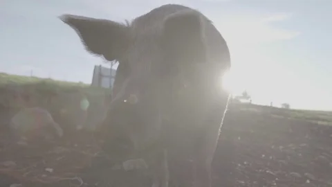 Pigs on a free range farm Video stock 73853515