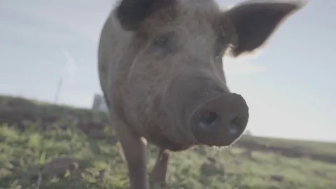 Pigs on a free range farm Stock Footage 73854134