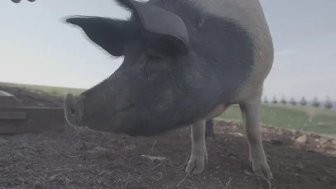 Pigs on a free range farm Stock Footage 73855452
