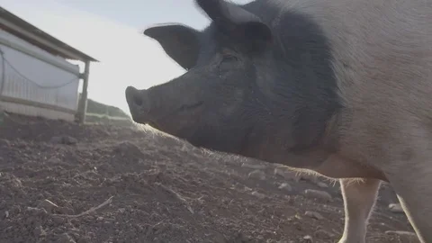 Pigs on a free range farm Stock Footage 73857212