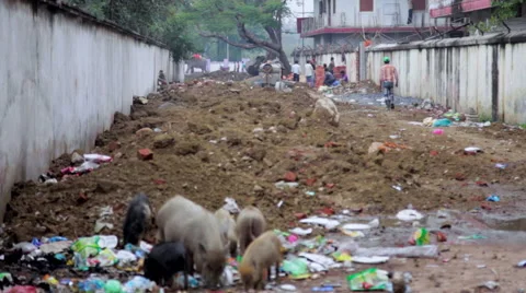 Pigs on a Garbage Dump Stock Footage 41759113