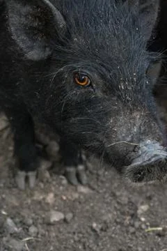 Pig's gaze Foto stock