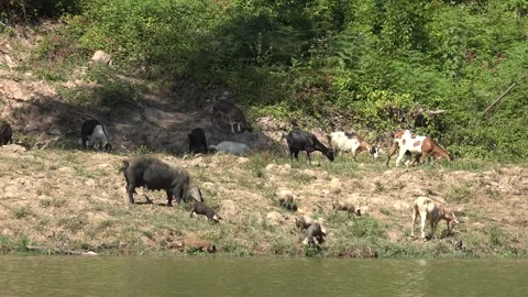 Pigs, Goats by River in Mountains, Animals Drinking Spring Water, Countryside Stock Footage 344393654