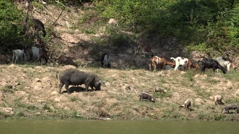 Pigs, Goats by River in Mountains, Animals Drinking Spring Water, Countryside Stock Footage 345156728