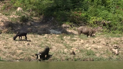 Pigs, Goats by River in Mountains, Animals Drinking Spring Water, Countryside Stock-Footage 346680418