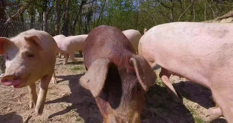 Pigs Going Wild 4K Pro Res Stock Footage 85835971