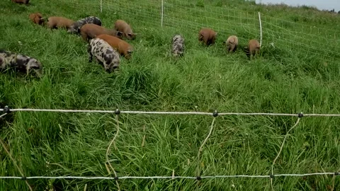 Pigs on Grass Stock Footage 142160055