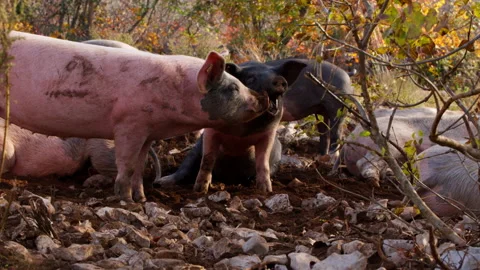 Pigs grazing in countryside Video stock 233757744