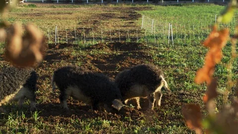 Pigs grazing in the green field Stock Footage 101219868