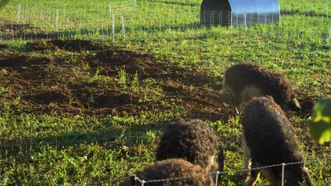 Pigs grazing in the green field Stock Footage 101220025