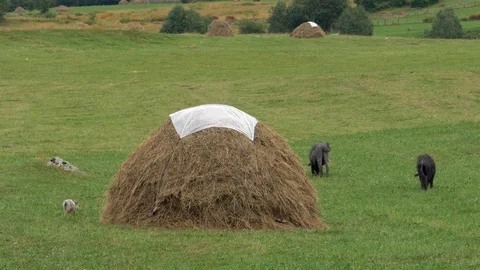 Pigs grazing near a haystack Vídeos de archivo 94326654