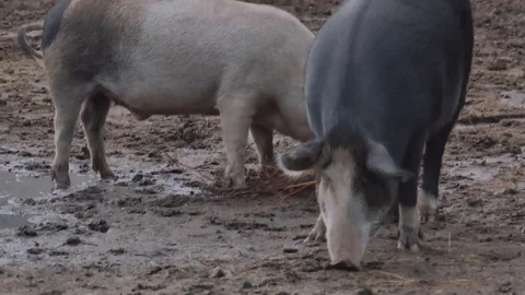Pigs grazing in their pigsty Stock Footage 92473786